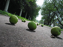 фото "яблоки"