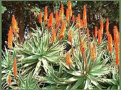 photo "Winter Flowering In Israel"