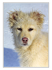 photo "White"