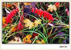 photo "Autumn stereo"