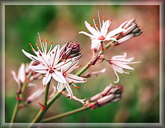 photo "Lily of the wood"