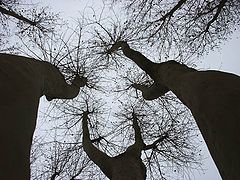 photo "Arbres"