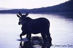 фото "Moose in Grand Tetons....."