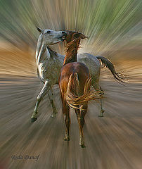 photo "Arabian Horses"