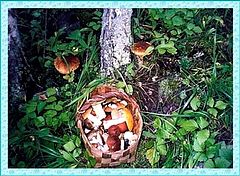 photo "White mushrooms"