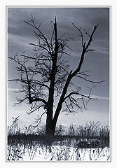 photo "Cold and lonely"