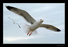 photo "Crossed Flight"