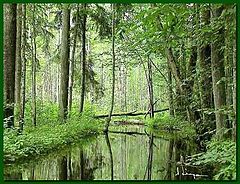 фото "green river"