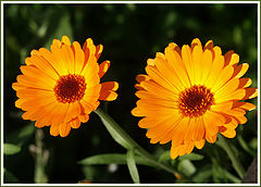 photo "Twins"