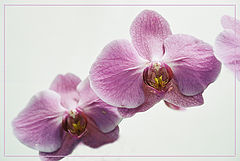 photo "Flying Orchid."