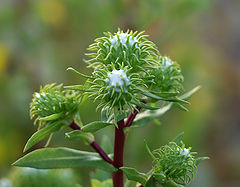 photo "Madusa Flower"