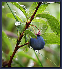 photo "Summer... A rain..."