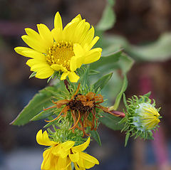 photo "Wild Flower"