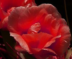 photo "Red Flower"
