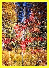 photo "Littl aspen"