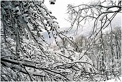 photo "whiter shade of..."