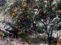 фото "Winter Oranges"