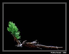 фото "Radacina"