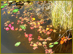 photo "Graphic Pallet."