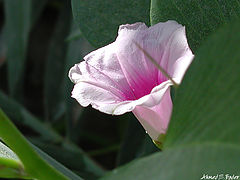 photo "Pink Soul"