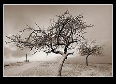 фото "*"