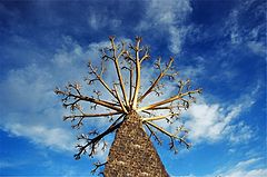 фото "tree"