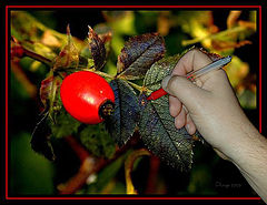 photo "...berry..."