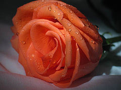 photo "Rose"