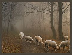 фото "Ghost Sheep"