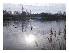 photo "Swan Lake In Winter"