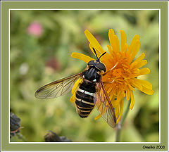 photo "Imitating bees"