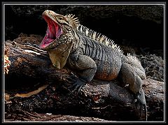 photo "On the wild island Lizard`s"