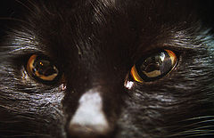 photo "Eyes"