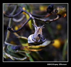 фото "Helix"