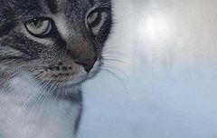 фото "Зимняя кошка"