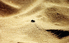 photo "Walk on the desert"