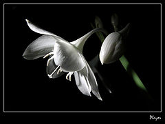 photo "Lily"