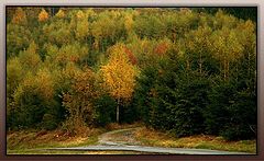 photo "Autumn sketches"