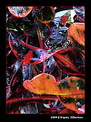 фото "Lines&Drops"