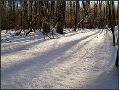 фото "В лесу."