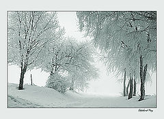photo "ice trees"