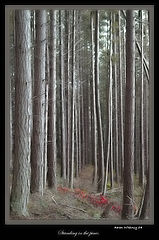 фото "standing in the pines"