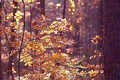 photo "Golden autumn"