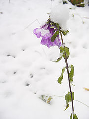 photo "Music under a snow"