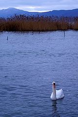 photo "Lebed"