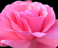 фото "Paradise Pink"