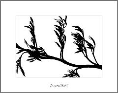фото "Oriental Motif"