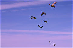 photo "the bravery of crossing open spaces"