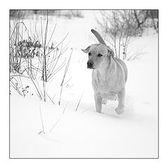 фото "природа. домашнее животное"