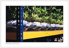 фото "Bamboo Shoots"